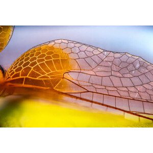 Umělecká fotografie Macro photos of Dragon fly Wings, gulfu photography, (40 x 26.7 cm)