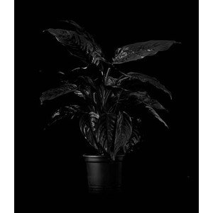 Umělecká fotografie Plant on black backdrop, Henrik Sorensen, (35 x 40 cm)