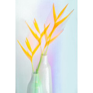 Ilustrace Still life with flower (Heliconia), Florent Dirk Thies, (26.7 x 40 cm)