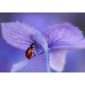 Umělecká fotografie Ladybird on purple hydrangea, Ellen van Deelen, (40 x 26.7 cm)