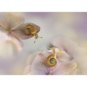 Umělecká fotografie Little snails, Ellen van Deelen, (40 x 30 cm)