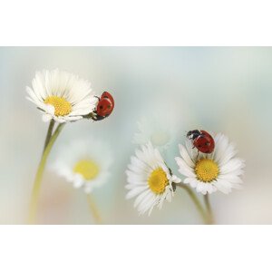 Umělecká fotografie Springtime, Ellen van Deelen, (40 x 26.7 cm)