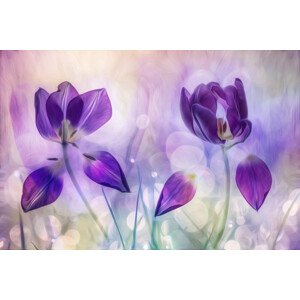 Umělecká fotografie Double purple, Hilda van der Lee, (40 x 26.7 cm)