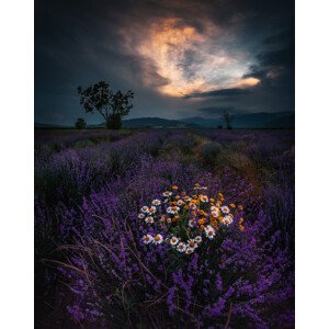 Umělecká fotografie Lavender, Jeni Madjarova, (30 x 40 cm)