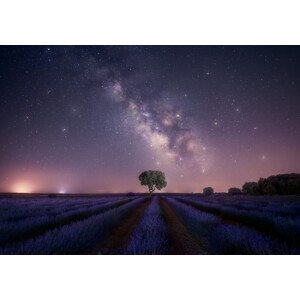 Umělecká fotografie Lavender fields nightshot, joanaduenas, (40 x 26.7 cm)