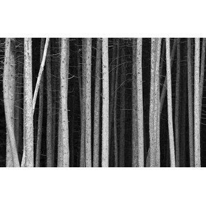 Fotografie Black and White Pine Tree Trunks Background, ImagineGolf, (40 x 24.6 cm)